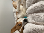 daisy's paws