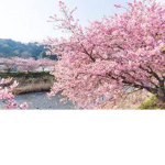 -RoyalSakura-