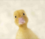 Noel‘s Duck Crew