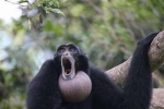 siamang
