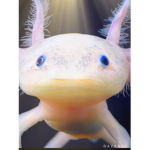 M akai the axolotl God/fan page