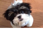 PupperDoodles