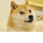 The Doge Master Fan Club