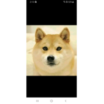 DogeGod