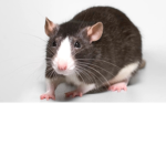 No cats we are rats