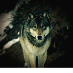 ProWolfGamingClub