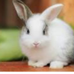 •adorable bunnies•