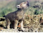 Crazy Wolf Pups
