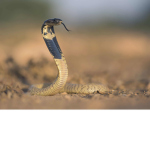 Cobras are good