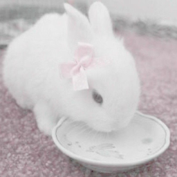 ʚ 💤 ა˚+