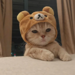 Cazoo's Fan Group