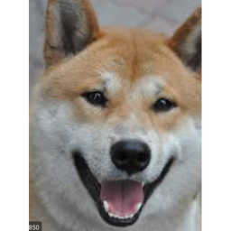 United dogs base