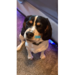Love dogs plz