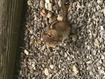 Chipmunk ground