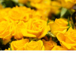 ~We Love Yellow Group~