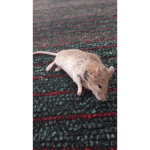 the mouse lol