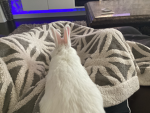Bunnies fun yayyy