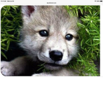 Wolf Cave Of Happiness