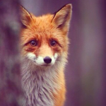 .: Fox Spirits :.