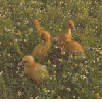 The Duck-Squad