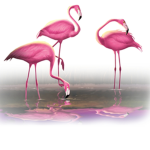 The Star flamingo