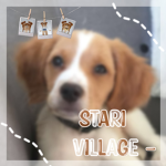 Stari Village -