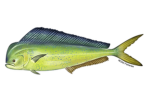 Mahi Games