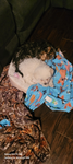 The puppys family