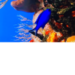 Coral Reed looks really cool