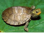 Turtley Turtle Club!