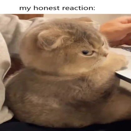 My Honest Reaction Cat 1