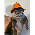 Kaŕeñs cĥippỳ