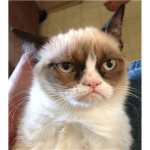 The Grumpy Cats