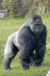 Gorilla Gang!!!!!!!!!!!