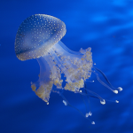Le Medusine Tattiche