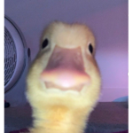 løvey døvyz<3