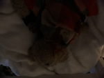 Teddys roblox hangout