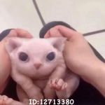 bungu