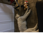 Dogsworld