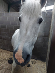 HorsesWorld