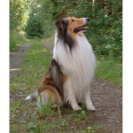 collies are the best
