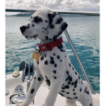 the dalmation group!:D