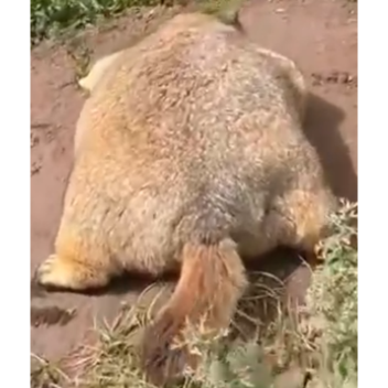 Rome Tycoon! 🏛 (OBBY!!!)