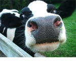 The Cow Republic