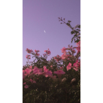ʀᴜʙʏ’s ʀᴏᴄᴋᴇᴛsš