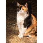 CatsLuv