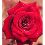 Ro ro rose