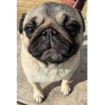 Pug cutie sqaud