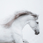 WildxHorses