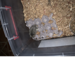 The axolotl masters